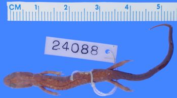 Media type: image; Herpetology A-24088